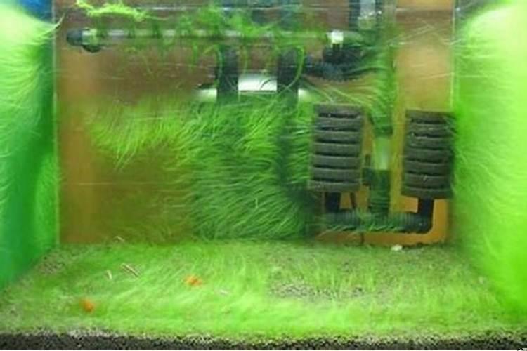 生态鱼缸怎么弄