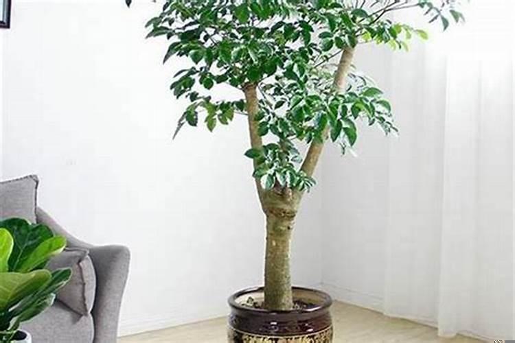 家里种什么绿植旺财运