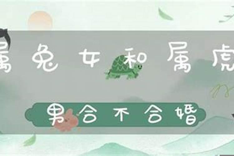 属虎和属兔的合不合婚配