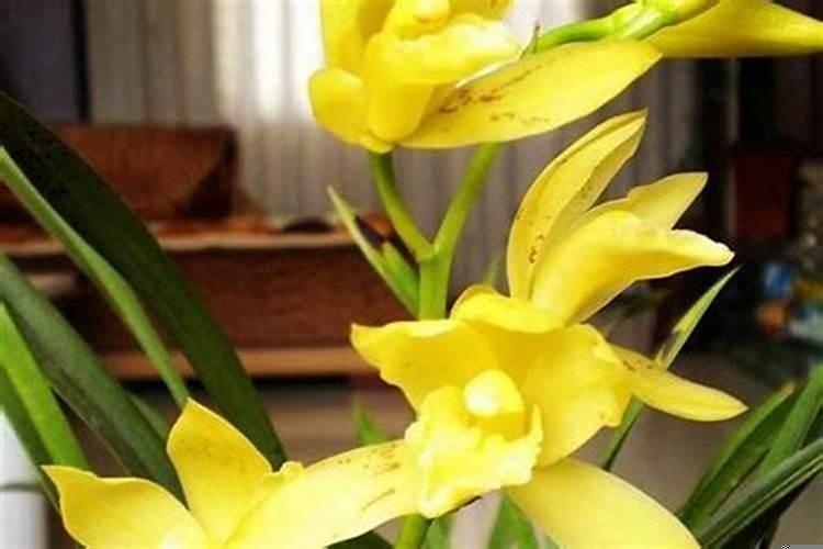 坟上开黄花是什么意思