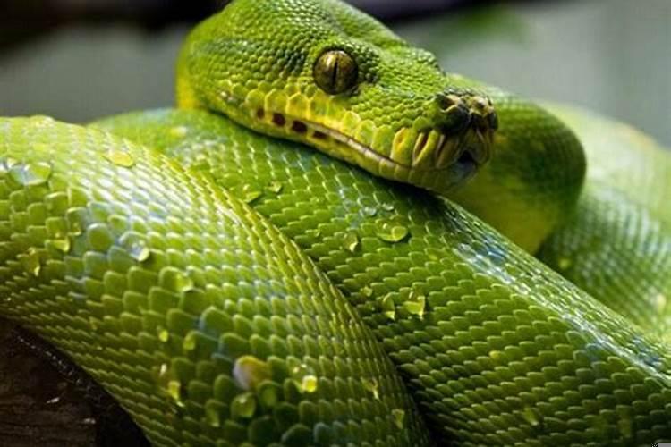 梦见看见蛇是什么意思?