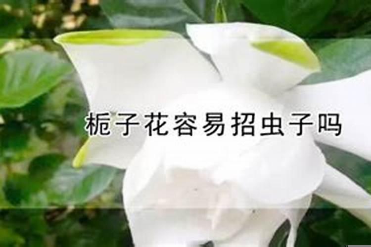 玫瑰花放办公室