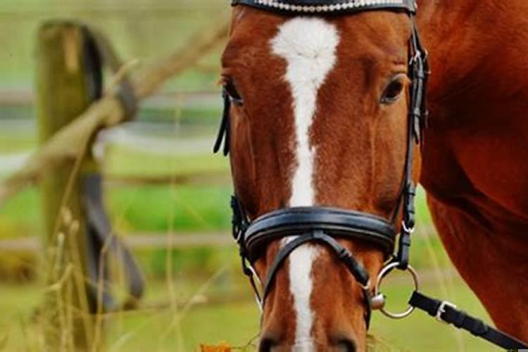 龙和马的属相合不合婚姻