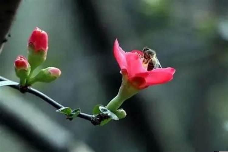 2021年立春那几个属相不能相见