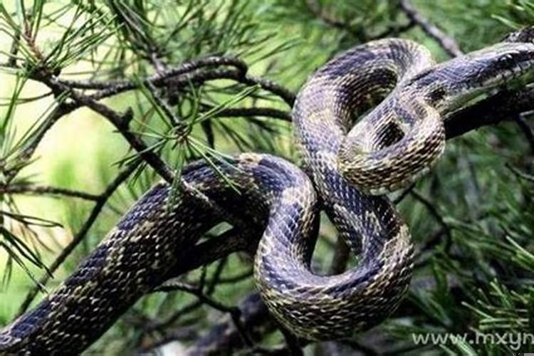 梦见看见蛇是什么意思?