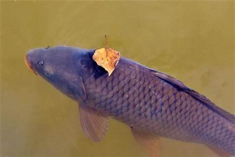 梦到大鲤鱼什么意思