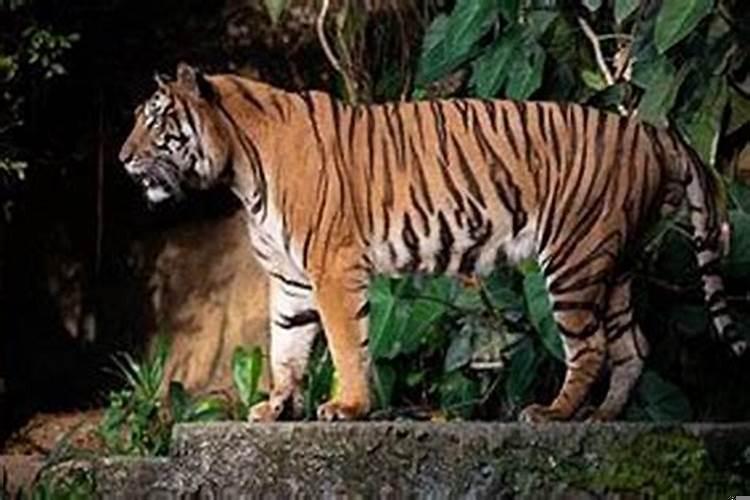 1986属虎要佩戴什么吉祥物