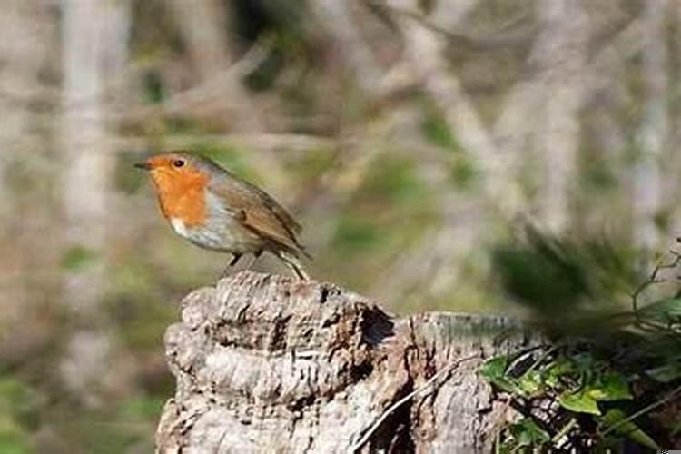 属龙的女人有福气吗