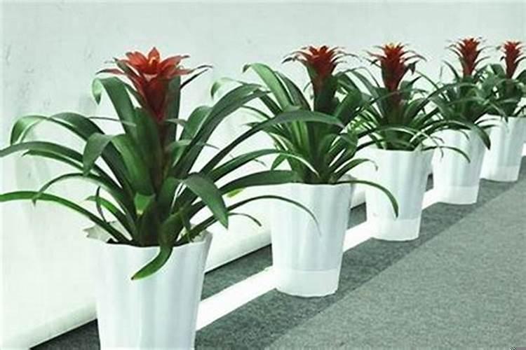 办公室里放什么植物好风水好