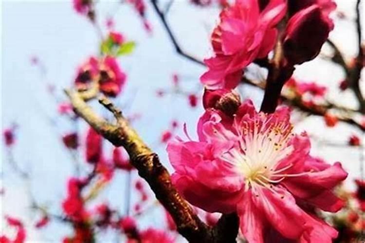 怎么增加桃花运女生