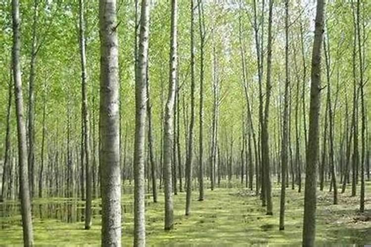 大海水命适合做木材生意吗