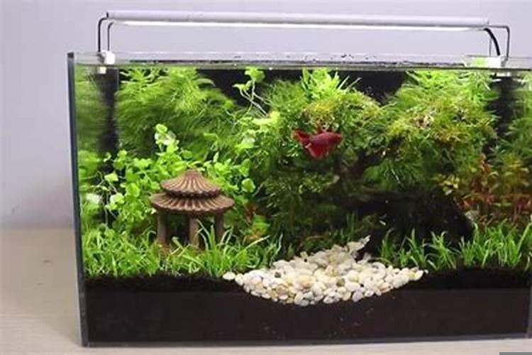 生态鱼缸怎么弄