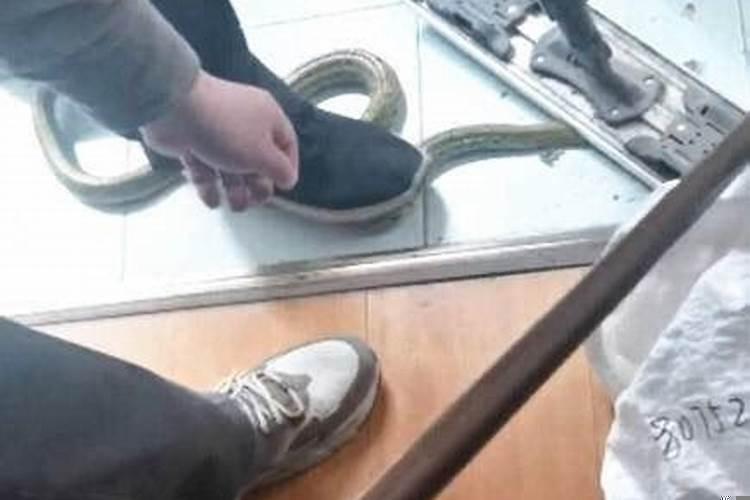 梦见祖坟盘着一条大蛇