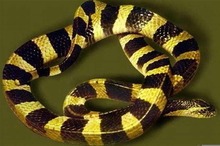 梦到一条黄黑色的蛇