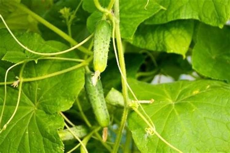 备孕梦见吃黄瓜是什么兆头呀