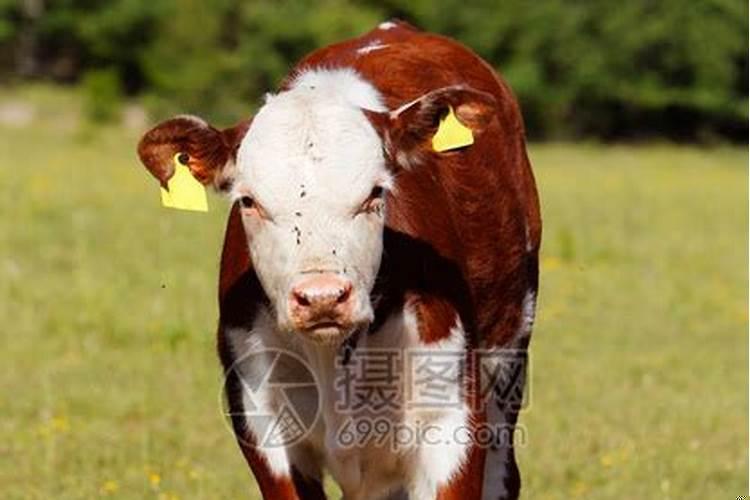 梦见一头红牛好不好