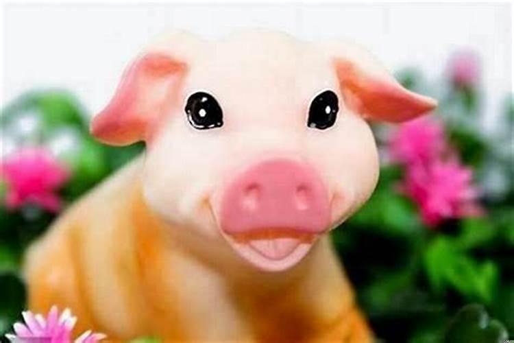 狗男和属猪女结婚好不好