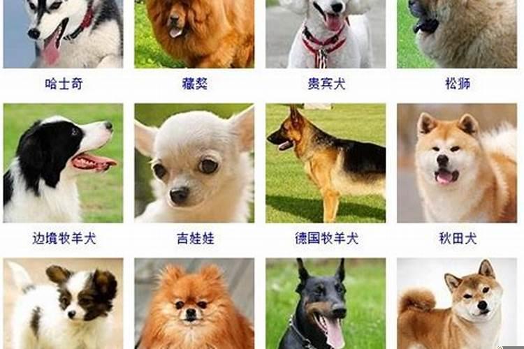 属狗的缺点是什么