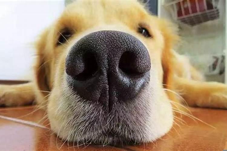 狗狗怕什么味道