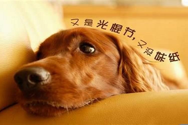 属鼠的人适合做什么事业