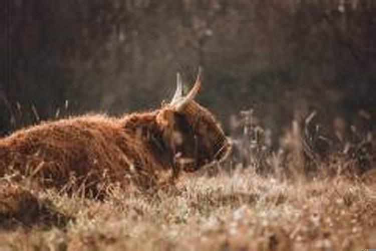 梦见自己救了一头快死的牛