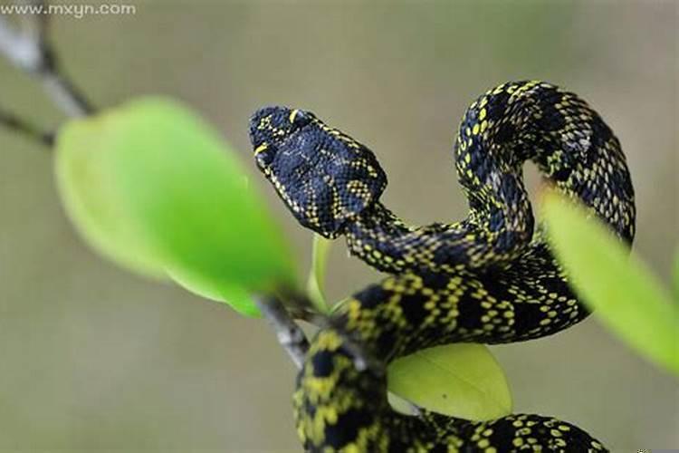 梦见被蛇咬是什么意思周公解梦女人