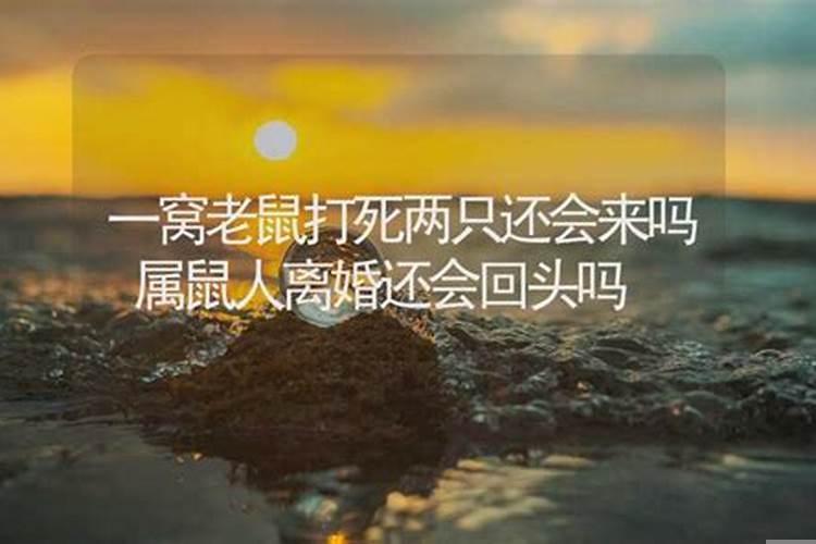 鼠离婚了会不会过得好