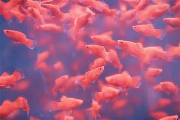 梦见吃鱼是怎么回事