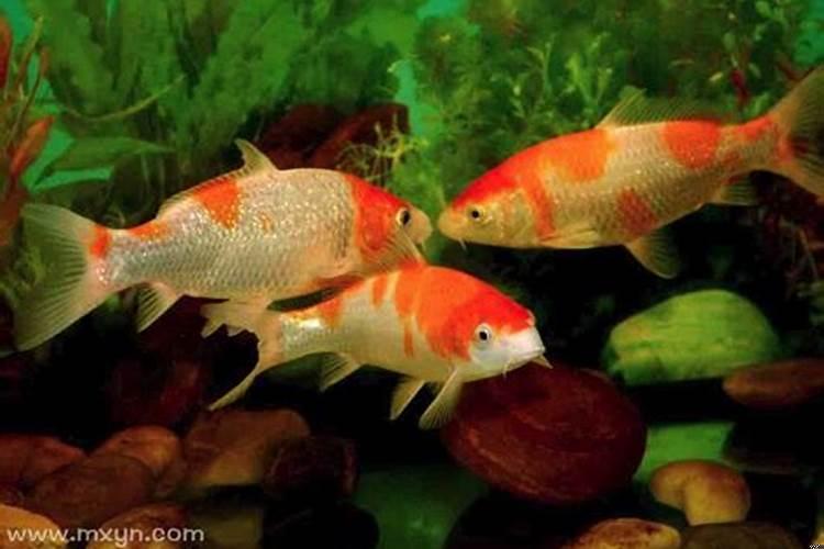 梦见红色的鱼在水里游来游去