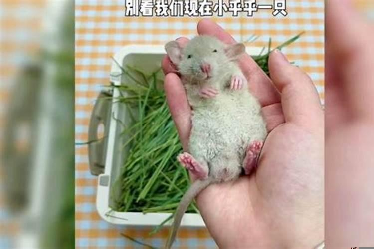 鼠离婚了会不会过得好