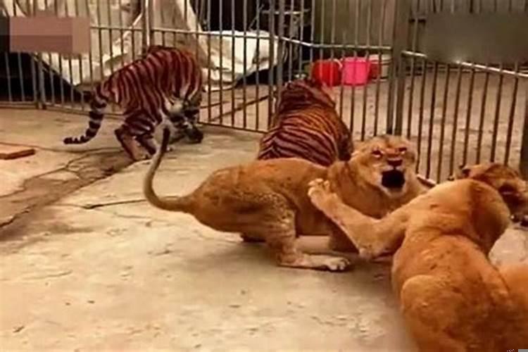 男属狗和女属虎相配吗