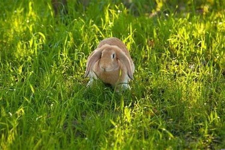 2011年属兔男孩学业