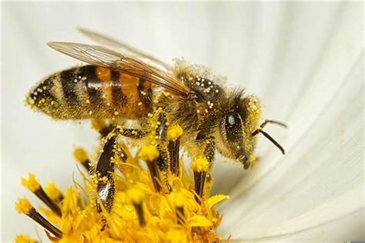 梦见蚂蜂蛰了怎么回事