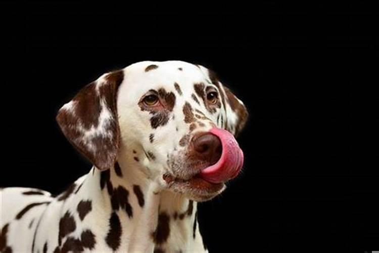 梦见狗对我说话是什么意思