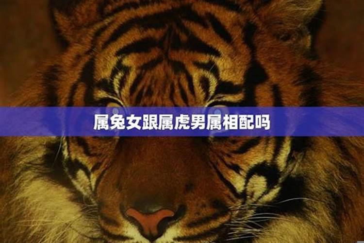 男虎与女兔相配吗