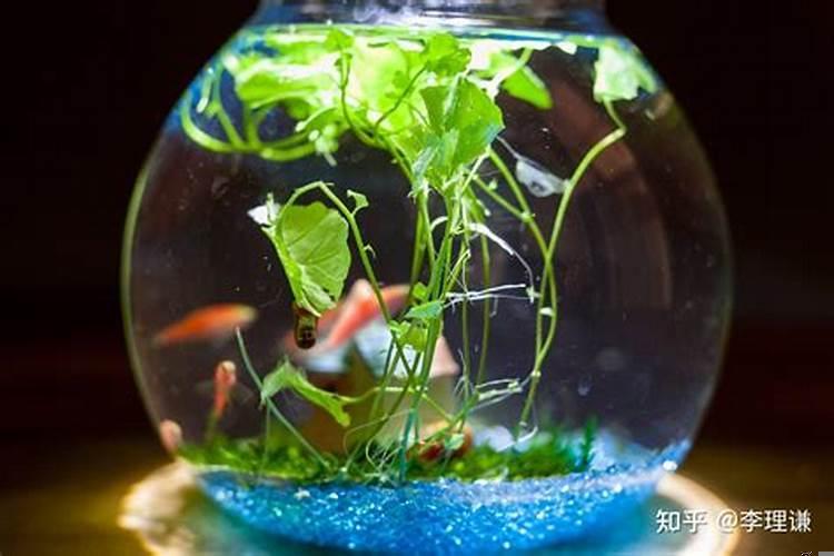 家居风水挂件摆放有哪些风水禁忌呢