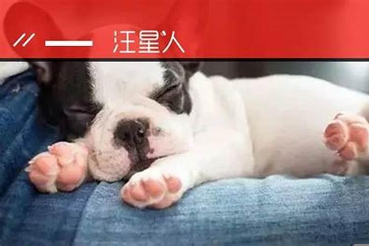 狗狗的梦里有什么