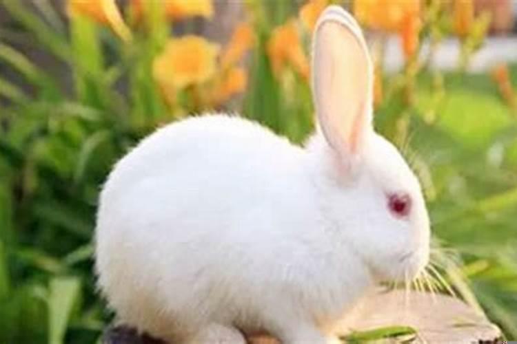 生肖猴和兔相冲吗