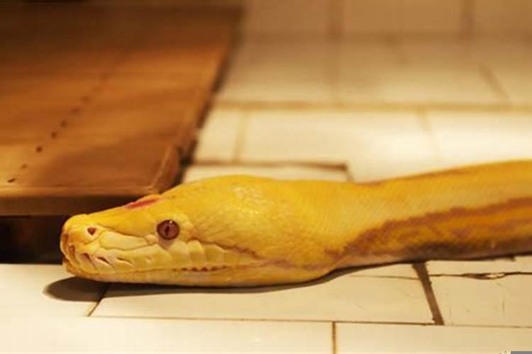 怀孕做梦梦到蛇和鱼什么意思