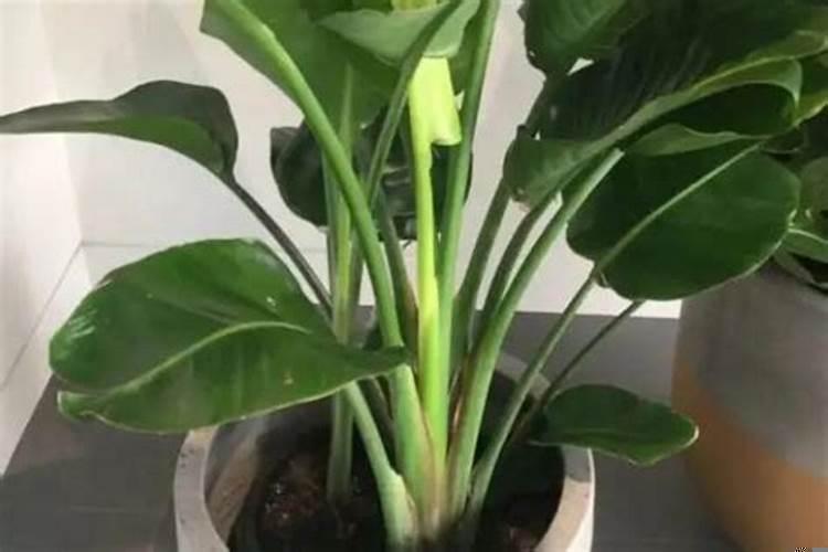 果树只长高不长粗容易倒怎么办