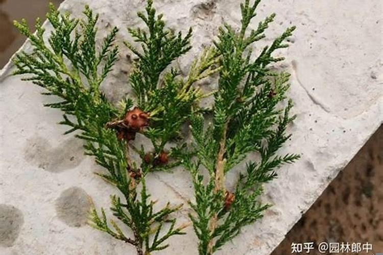 买了房还可以在农村盖房子吗