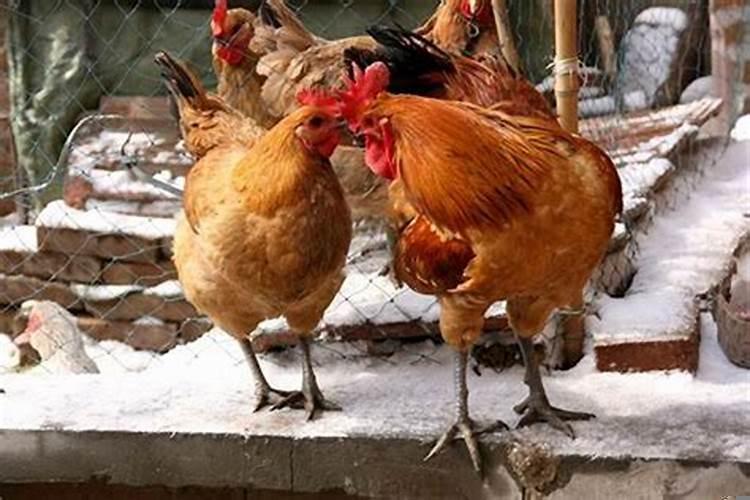 牛市和熊市分别是什么