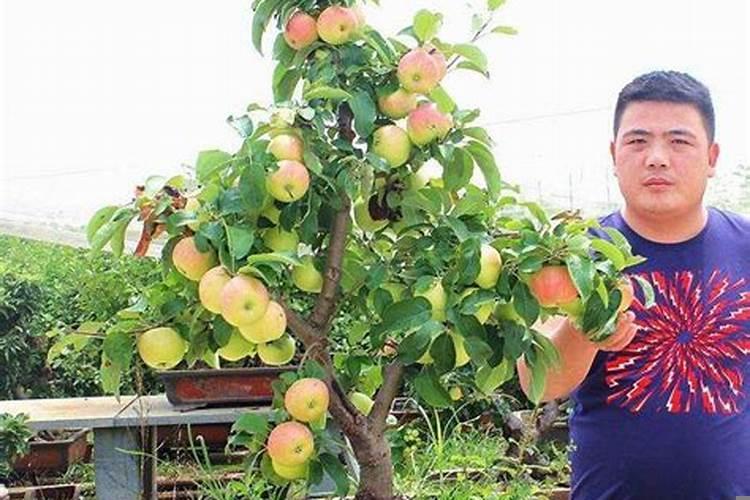 果树只长高不长粗容易倒怎么办