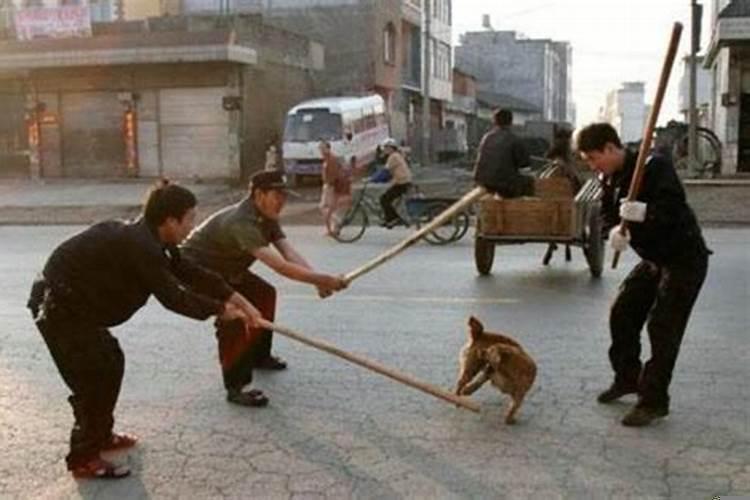 梦到狗来咬我我拿棍子打狗