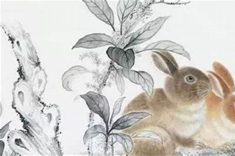 属兔男跟属龙女配吗好吗