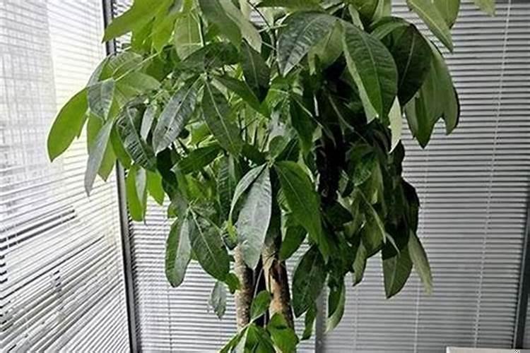 属鸡的种什么植物旺财