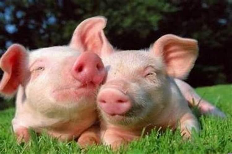 二个属猪的人结婚好吗