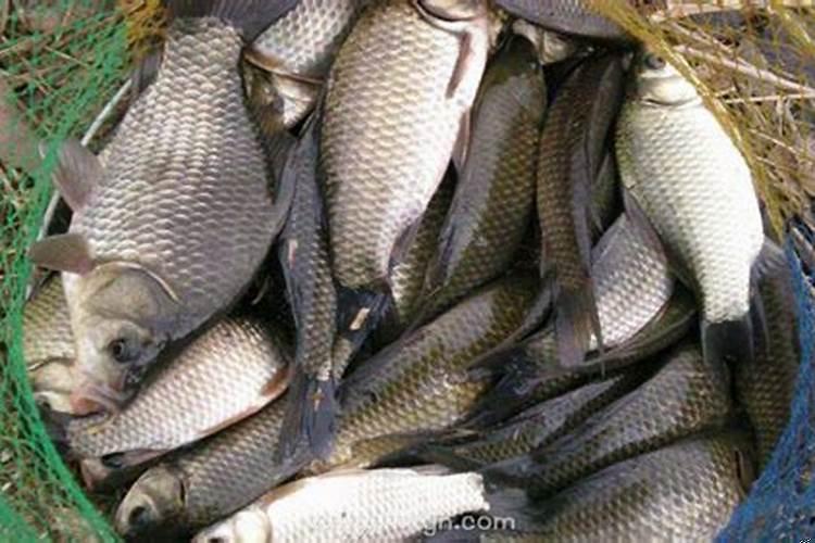 梦见钓了很多鱼是什么征兆