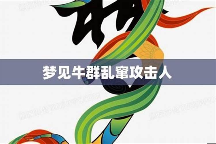 梦见牛攻击别人周公解梦