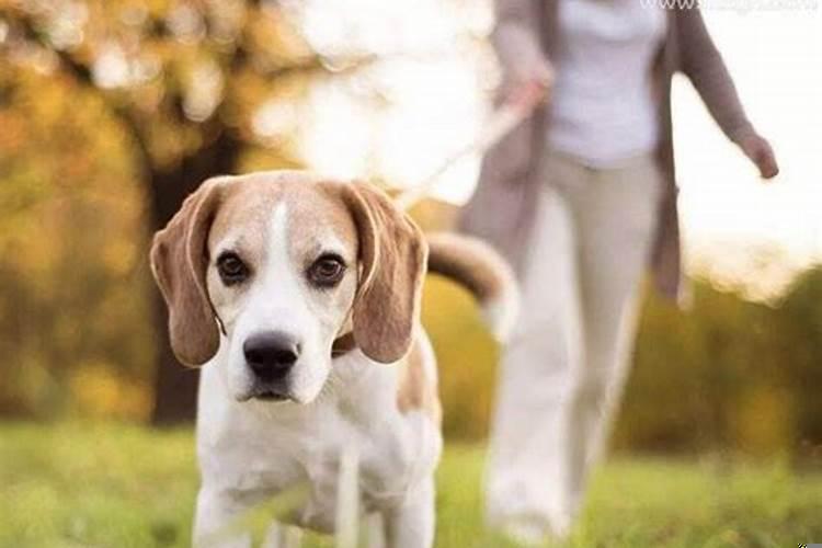 老公梦见狗追他